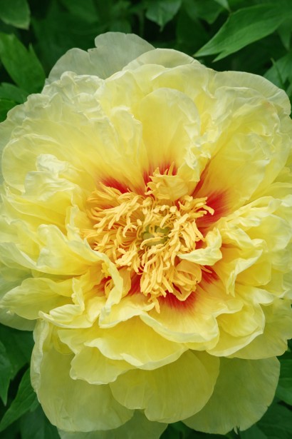 Пион  Бартзелла